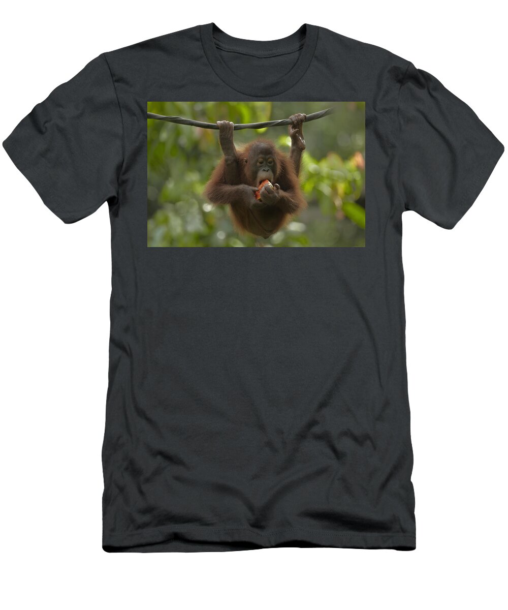 Mp T-Shirt featuring the photograph Orangutan Pongo Pygmaeus Young Eating by Tim Fitzharris