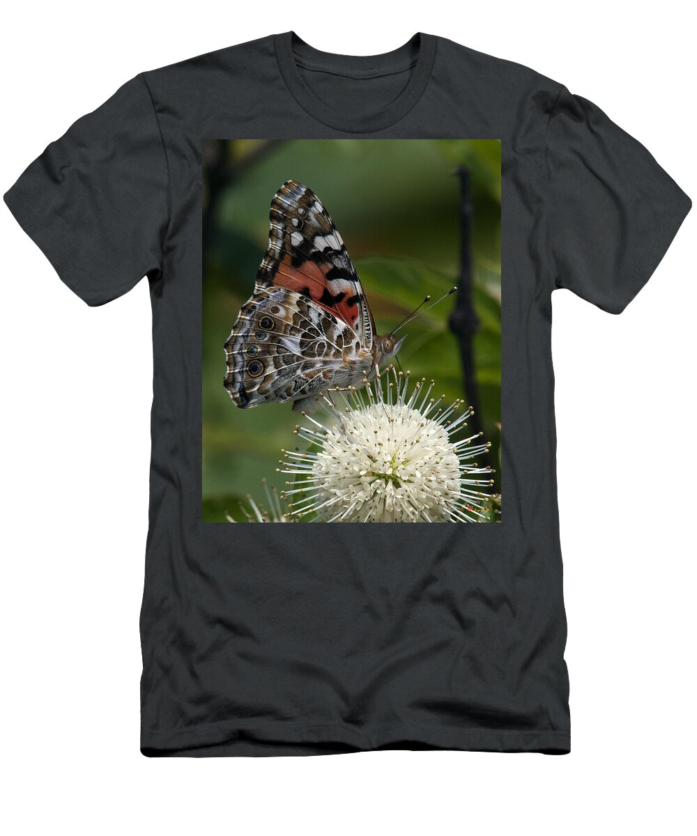 Study T-Shirt featuring the photograph Painted Lady Butterfly DIN049 by Gerry Gantt