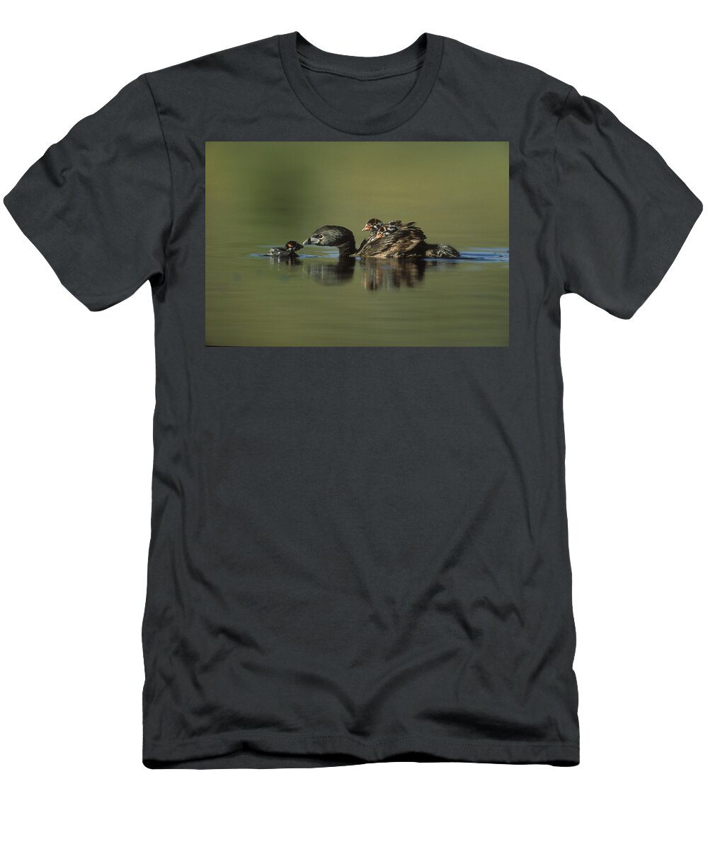 00171945 T-Shirt featuring the photograph Pied Billed Grebe Parent With Two by Tim Fitzharris