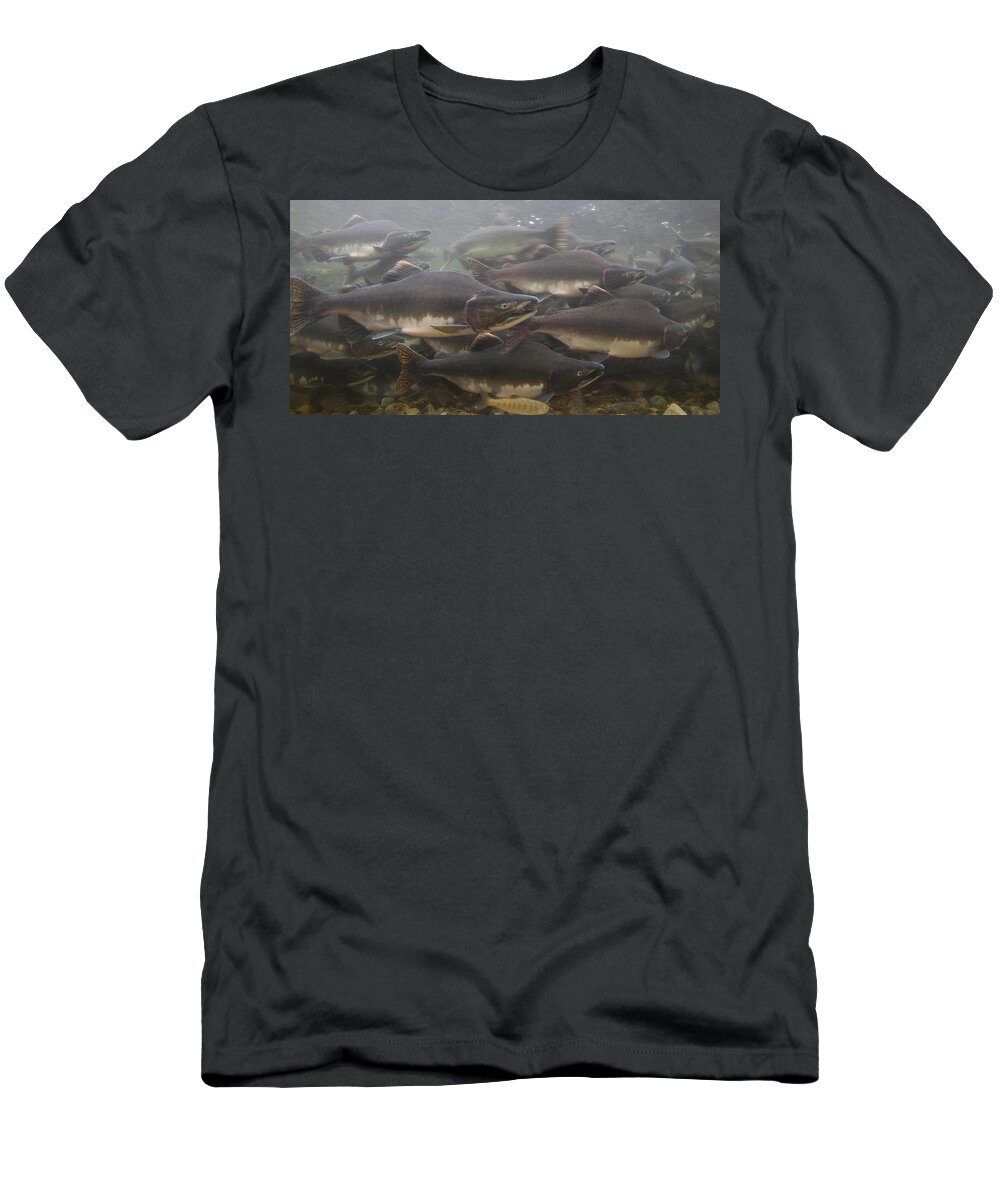 Mp T-Shirt featuring the photograph Pink Salmon Oncorhynchus Gorbuscha by Matthias Breiter