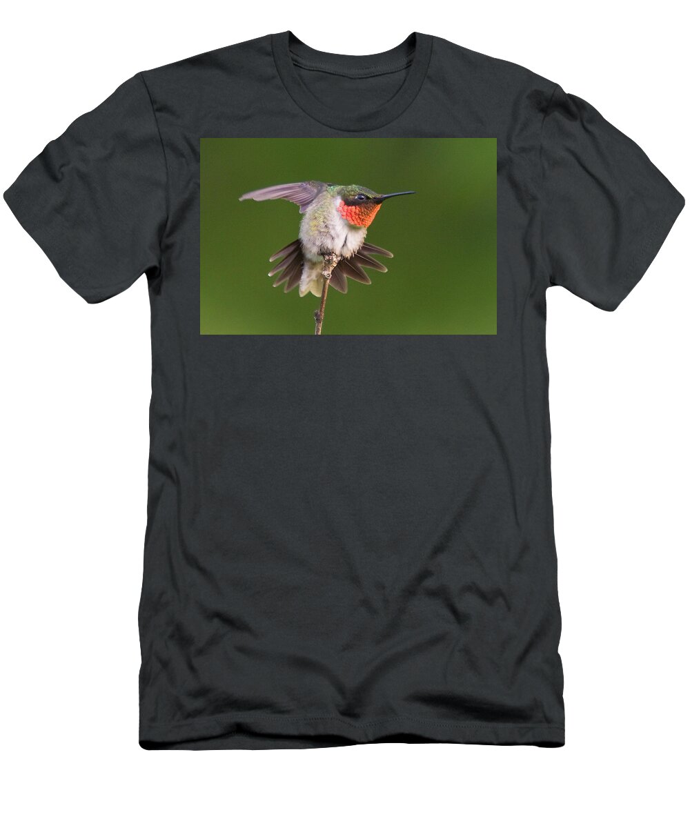 Bird. Hummingbird T-Shirt featuring the photograph Prepare to Launch by Steve Stuller
