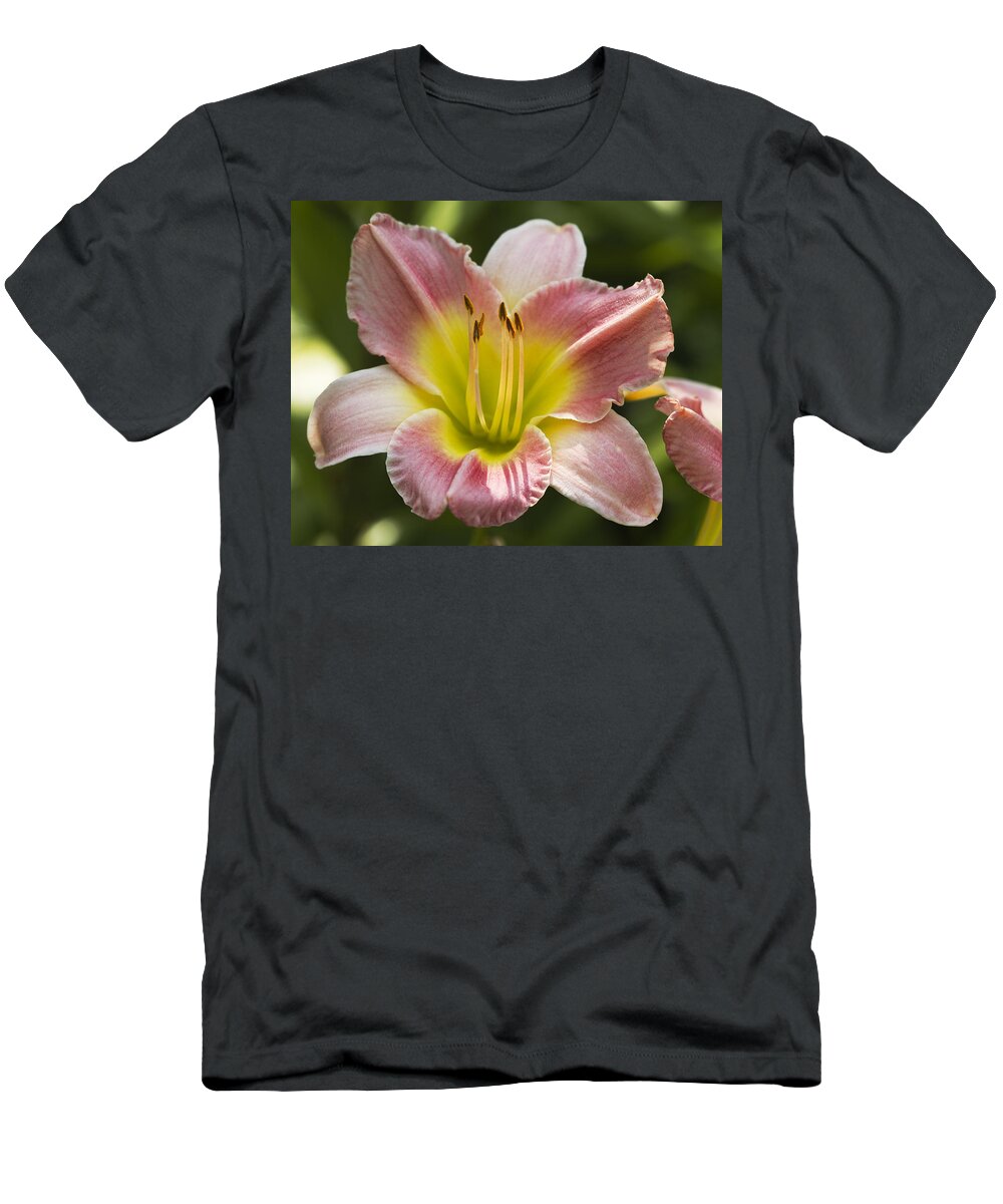 Peach T-Shirt featuring the photograph Purdy Peachy Daylily by Kathy Clark