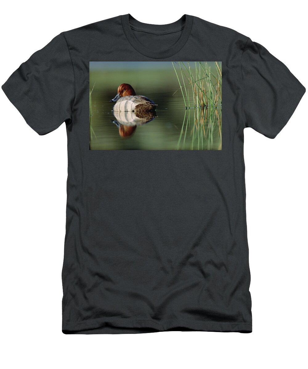 00174652 T-Shirt featuring the photograph Redhead Duck Male With Reflection by Tim Fitzharris
