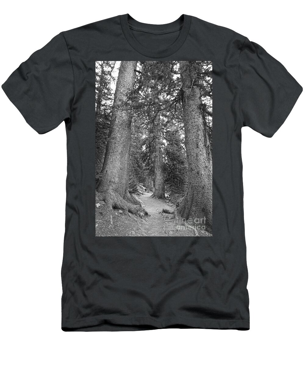 Colorado T-Shirt featuring the photograph Rocky Mountain Forest Walk BW by James BO Insogna