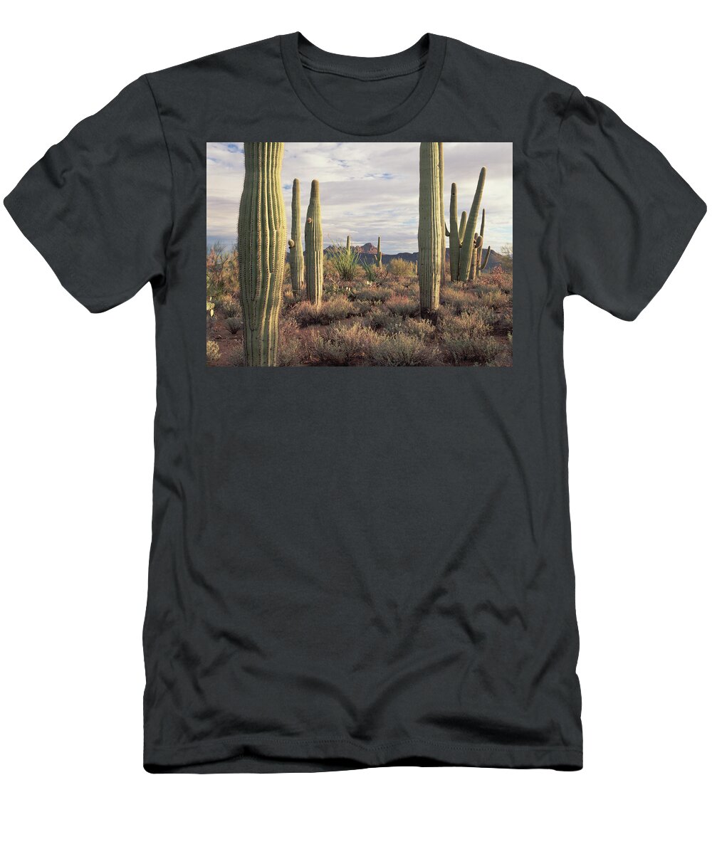 Mp T-Shirt featuring the photograph Saguaro Carnegiea Gigantea And Safford by Tim Fitzharris