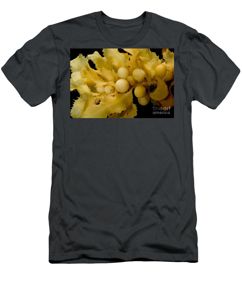 Sargassaceae T-Shirt featuring the photograph Sargassum Weed by Dant Fenolio