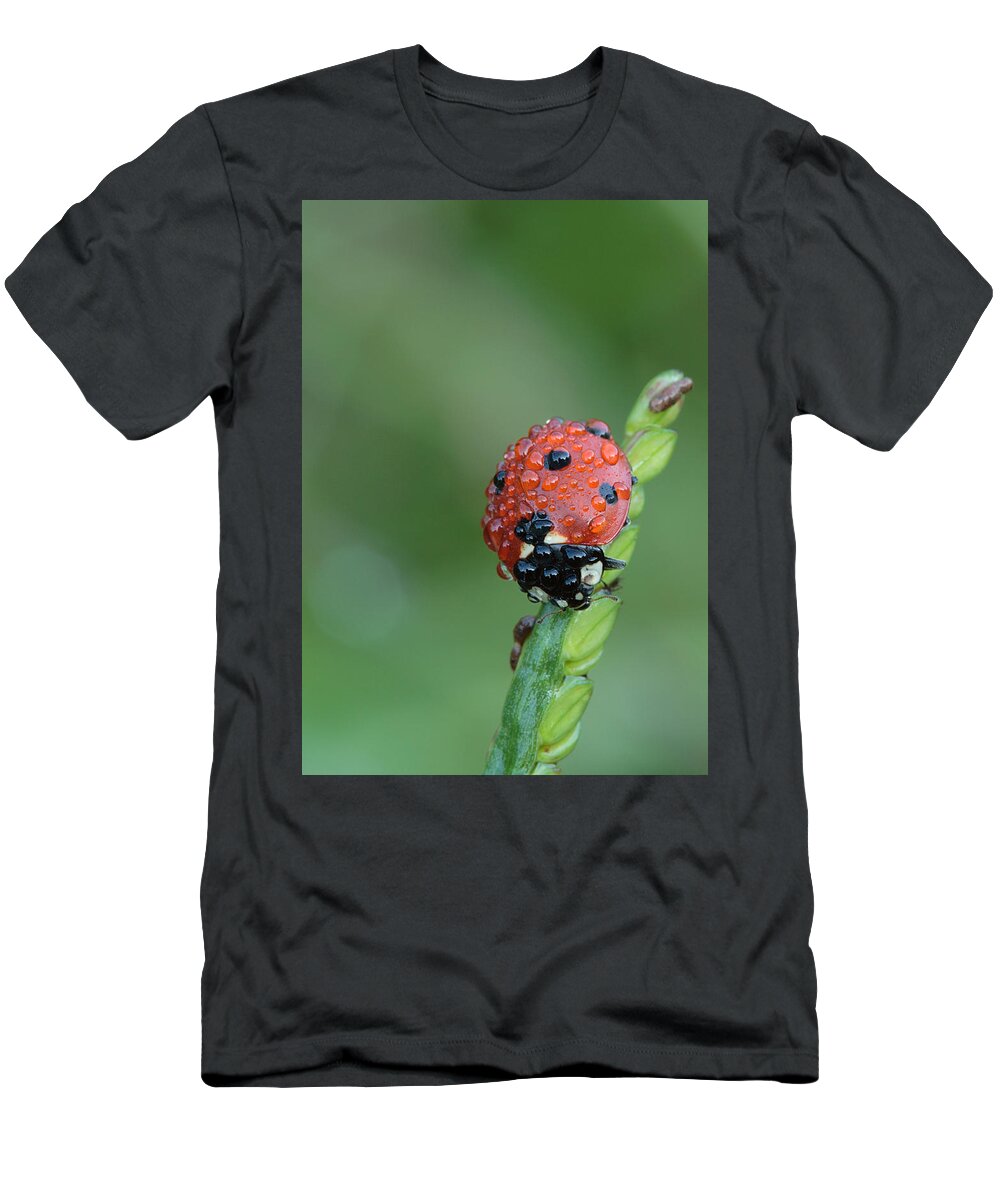 Nature T-Shirt featuring the photograph Seven-spotted Lady Beetle On Grass With Dew by Daniel Reed