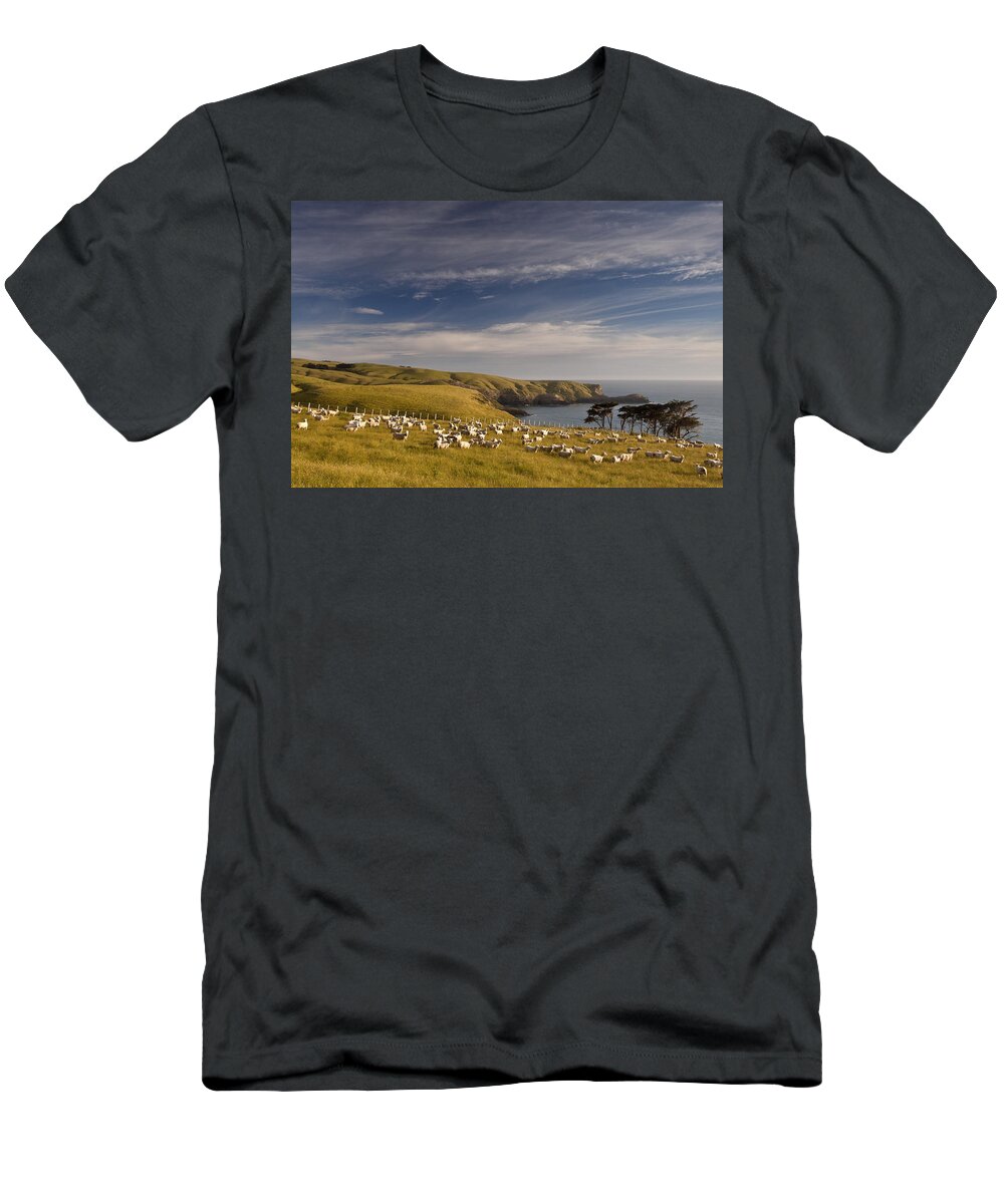 00479627 T-Shirt featuring the photograph Sheep Grazing In Headland by Colin Monteath