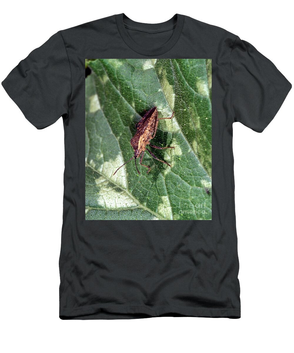 Squash Bug T-Shirt featuring the photograph Squash Bug by Science Source