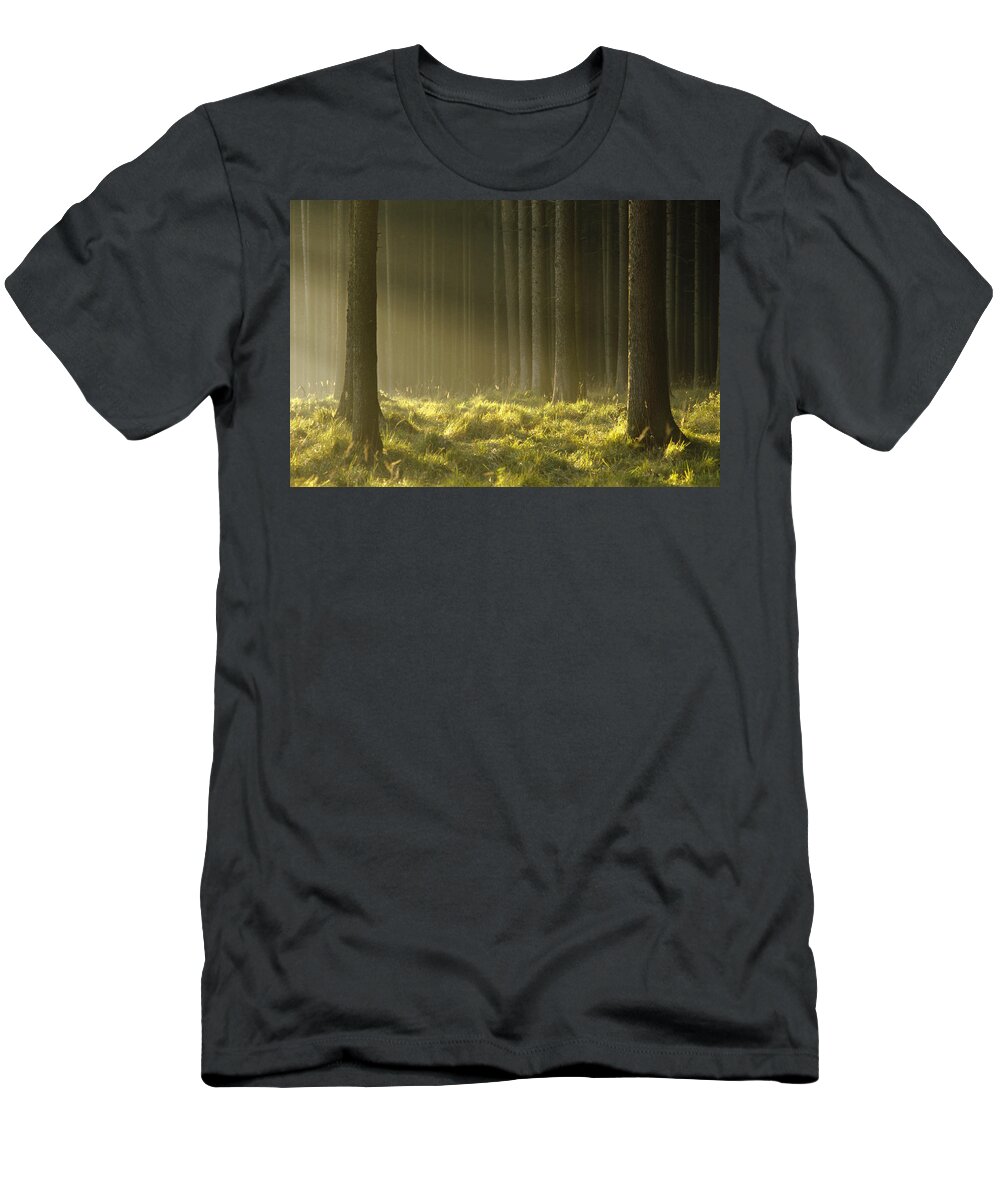 Mp T-Shirt featuring the photograph Sunlight Filtering Through Spruce by Konrad Wothe