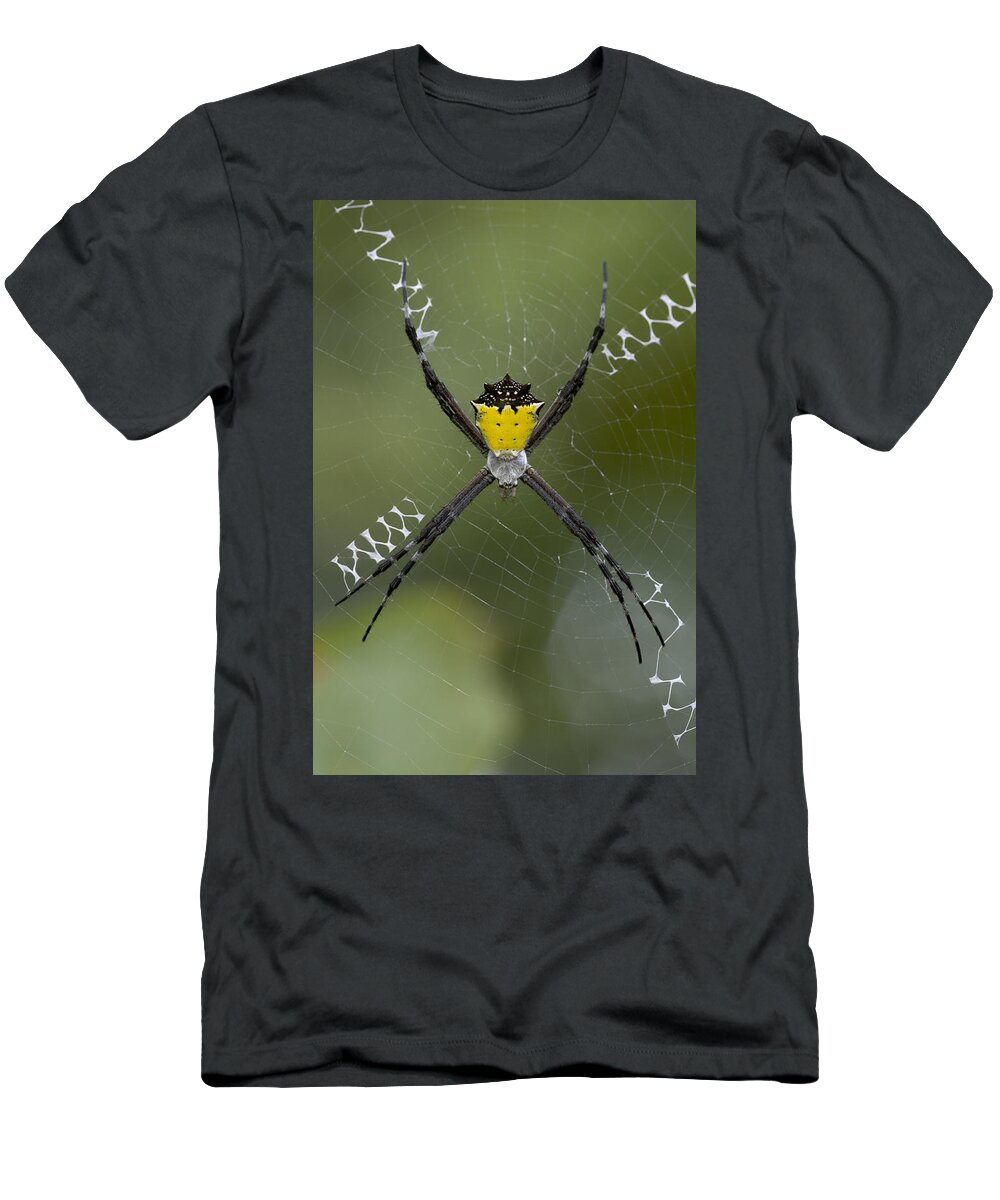 00298202 T-Shirt featuring the photograph Tiger Spider Female On A Web Costa Rica by Piotr Naskrecki