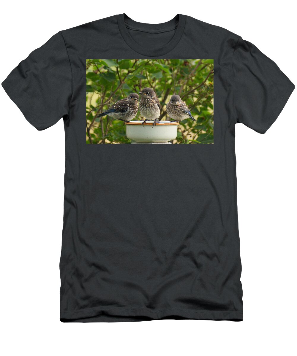 Eastern Bluebirds T-Shirt featuring the photograph Trouble Times Three by Bill Pevlor