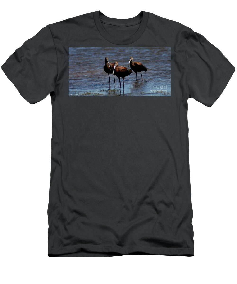 Wading T-Shirt featuring the photograph Waiding Ibis by Mitch Shindelbower