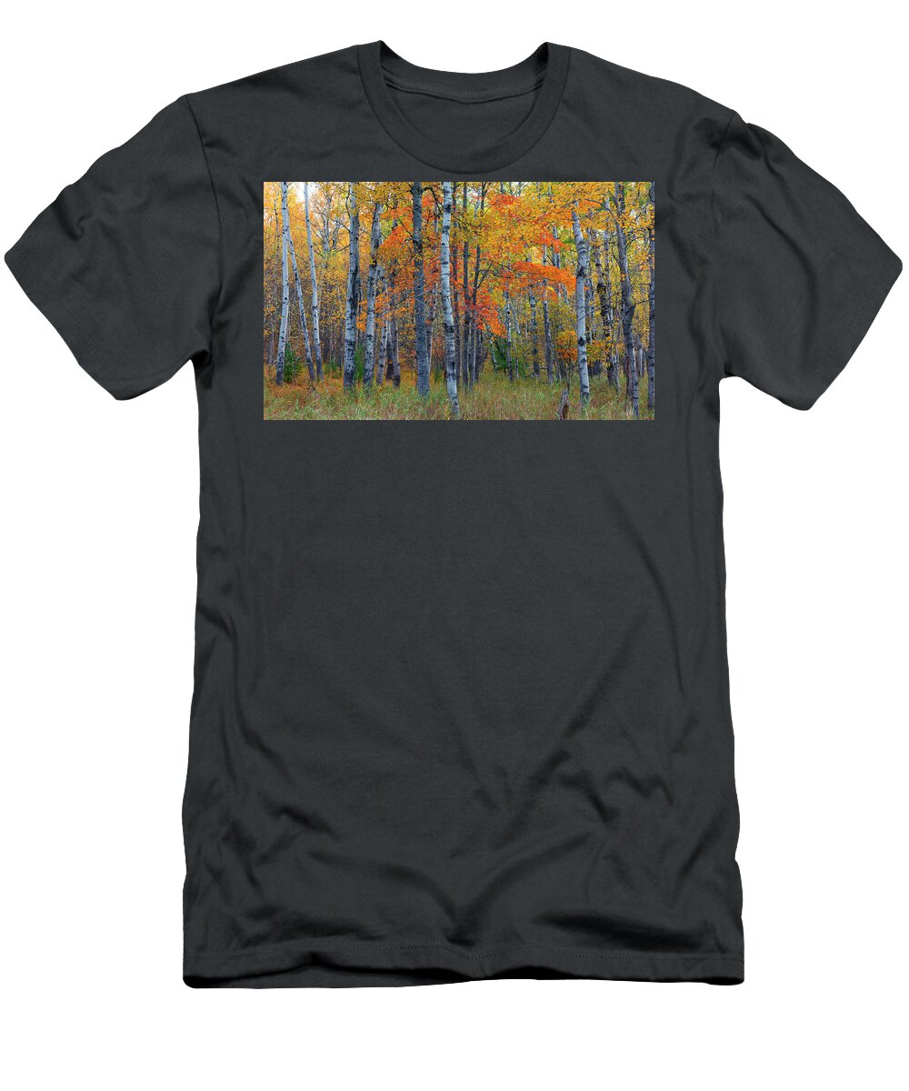 Maine T-Shirt featuring the photograph Acadia Woodlands #2 by Dennis Kowalewski