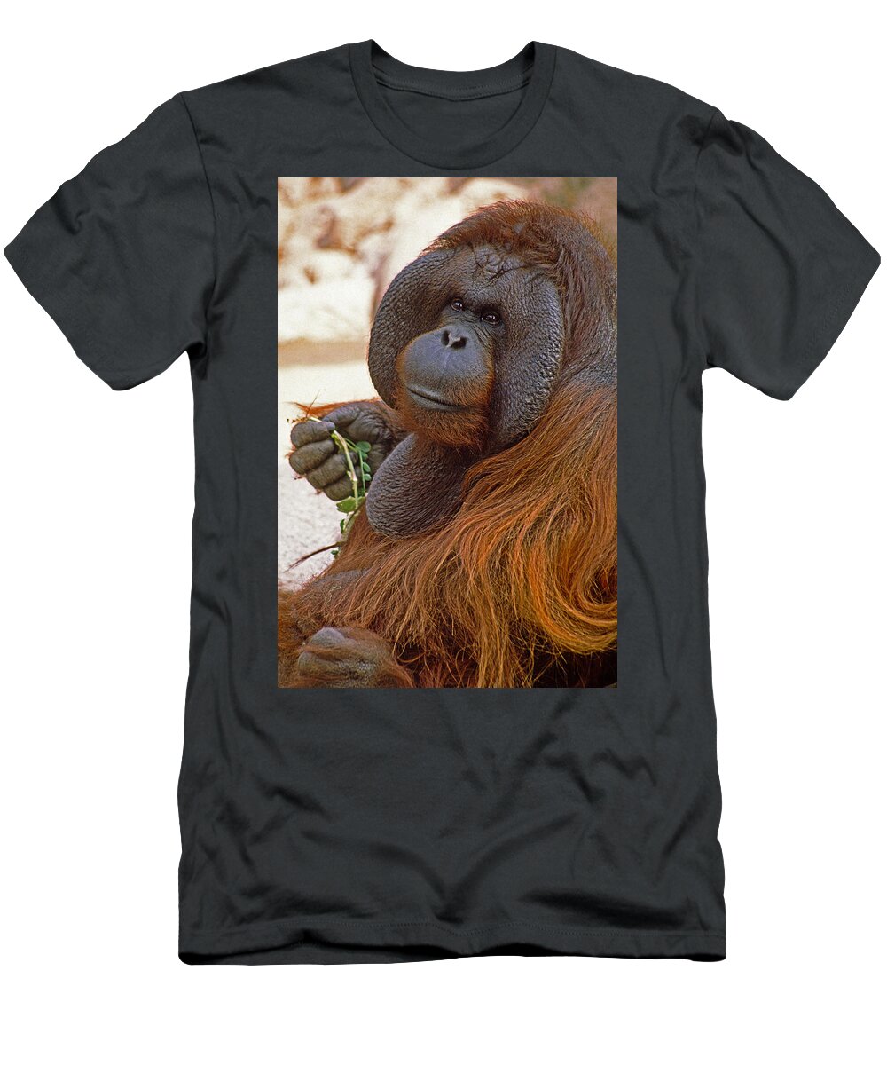 Orangutan T-Shirt featuring the photograph Big Daddy #1 by Michele Burgess