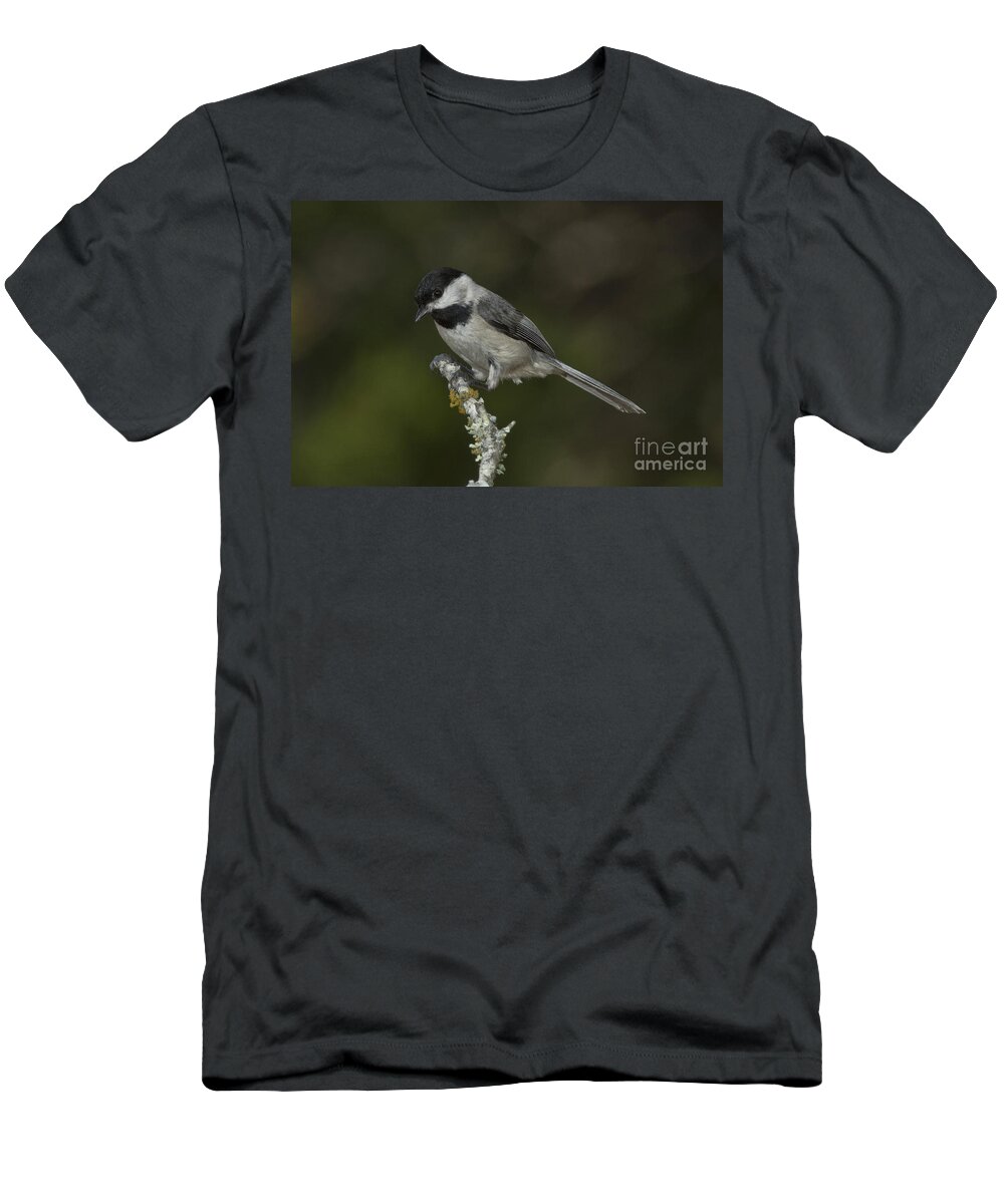 Carolina Chickadee T-Shirt featuring the photograph Carolina Chickadee #1 by Anthony Mercieca