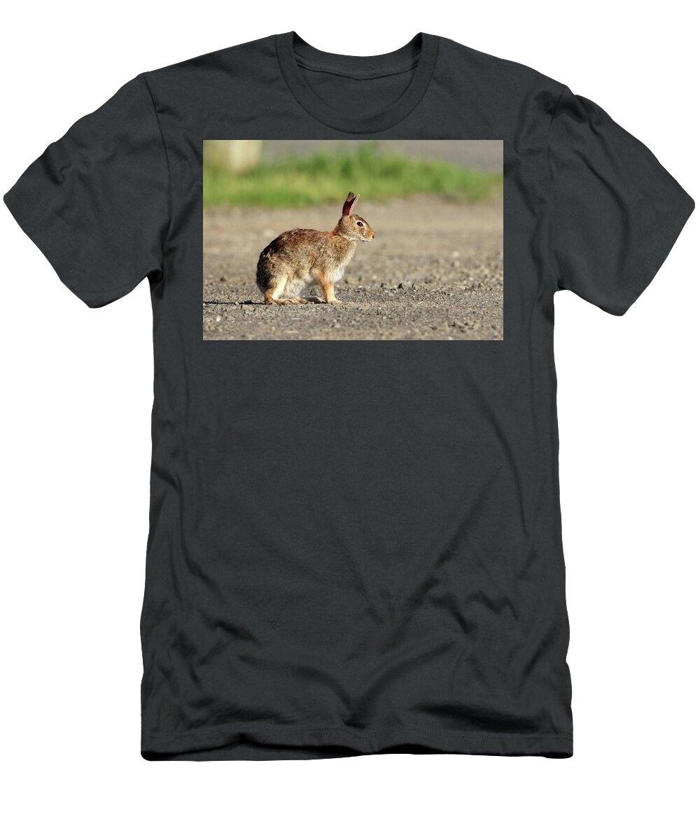 Cottontail Rabbit T-Shirt featuring the photograph Cottontail Rabbit Stony Brook New York #1 by Bob Savage