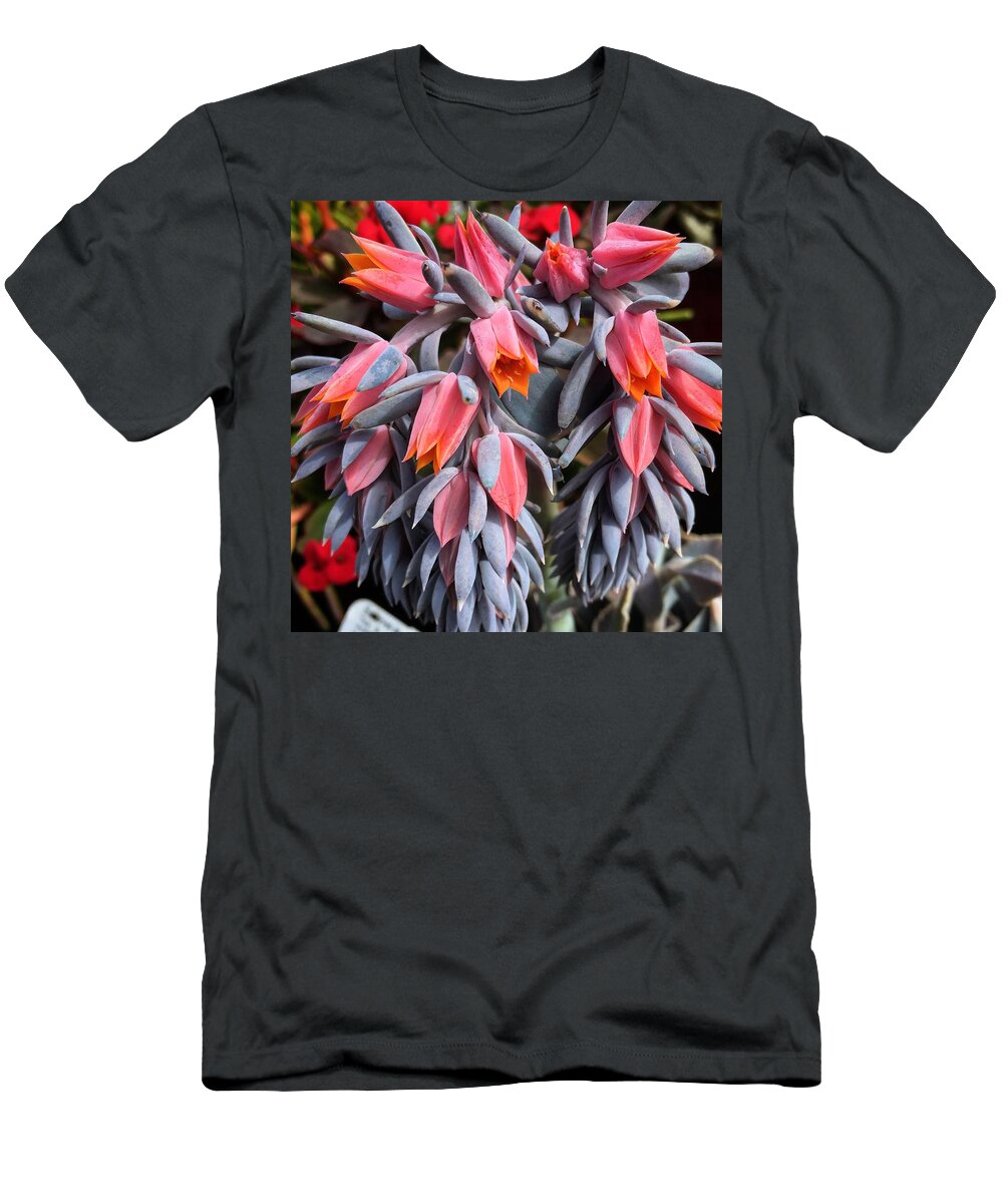 Succulent T-Shirt featuring the photograph Echeveria #1 by Eric Suchman