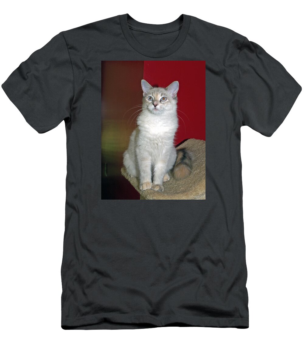 Cat T-Shirt featuring the photograph Fluffy #1 by Bob Johnson