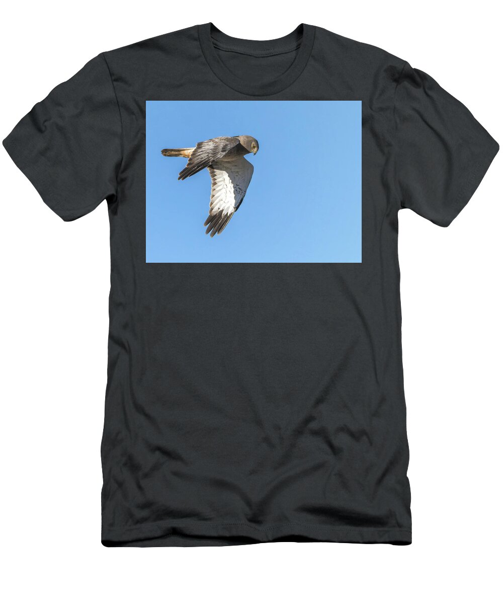 Northern T-Shirt featuring the photograph Northern Harrier #1 by Tam Ryan