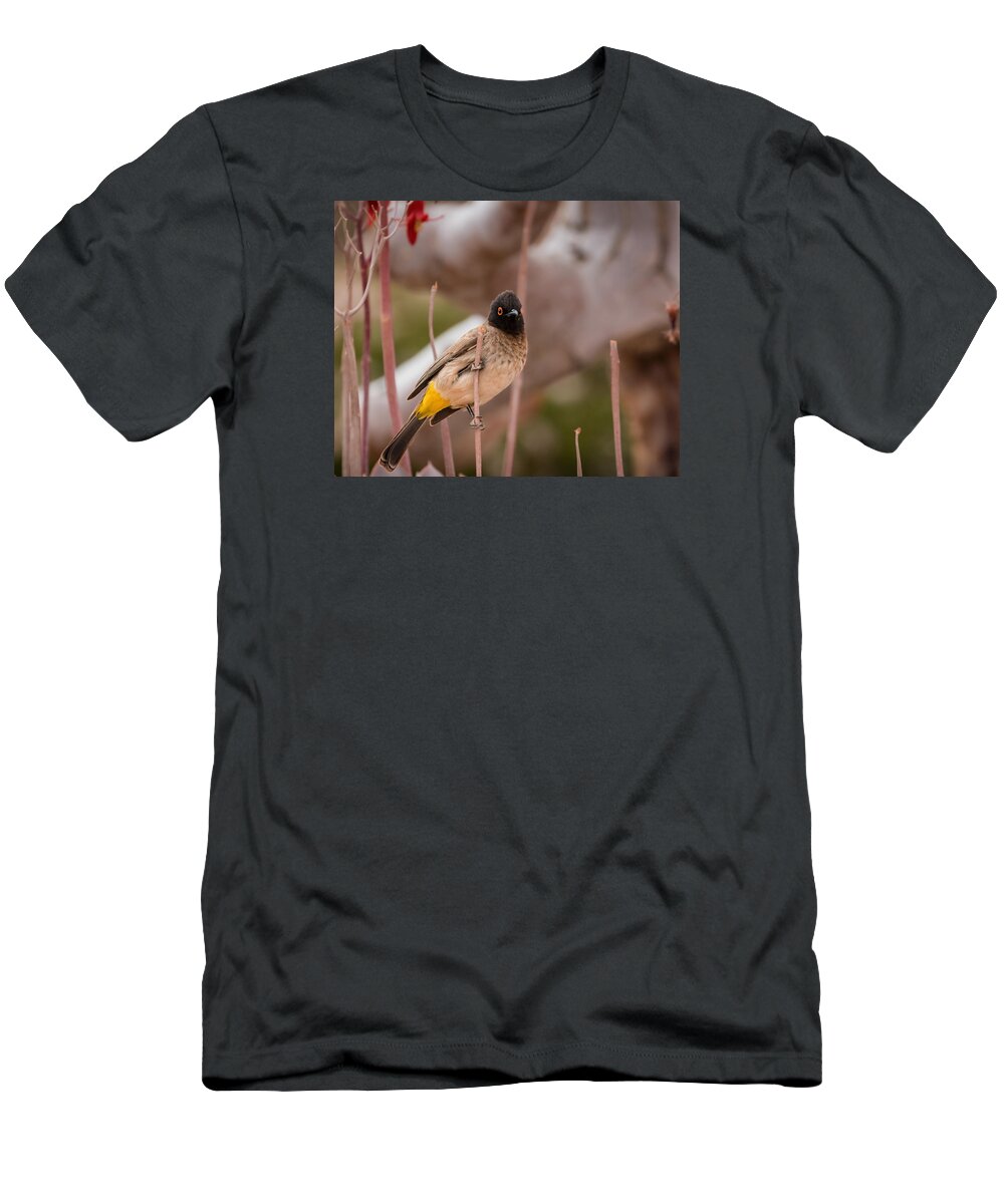 Bird T-Shirt featuring the photograph Red-eyed Bulbul #1 by Claudio Maioli