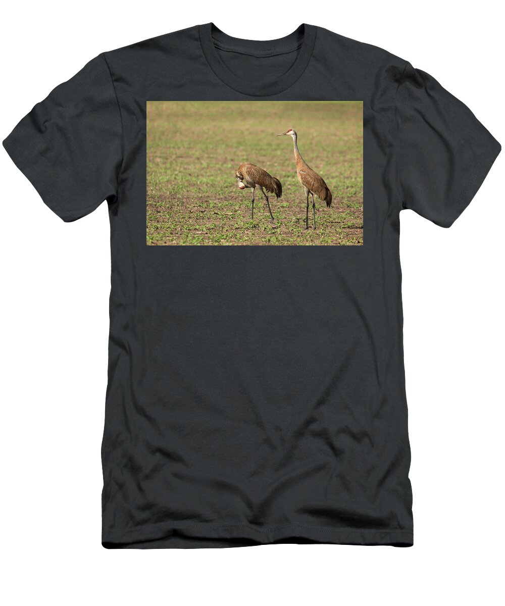 Two Sandhill Cranes T-Shirt featuring the photograph Sandhill Cranes 2016-6 by Thomas Young