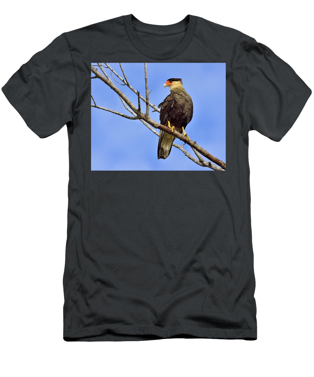 Southern Crested Caracara T-Shirt featuring the photograph Southern Comfort #2 by Tony Beck