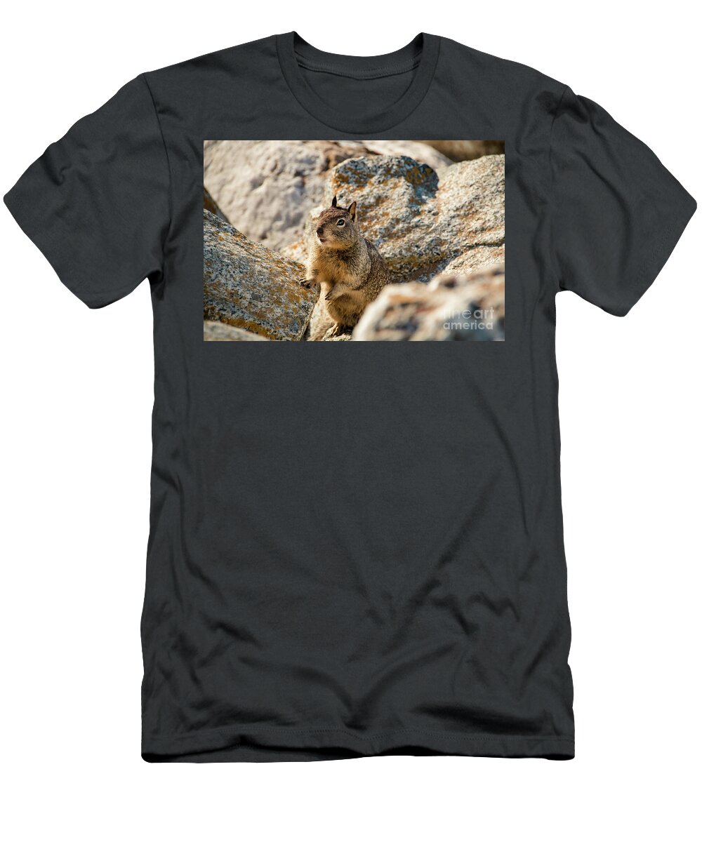 Curious T-Shirt featuring the photograph Sweet Curious California Ground Squirrel, Animal In California #1 by Amanda Mohler
