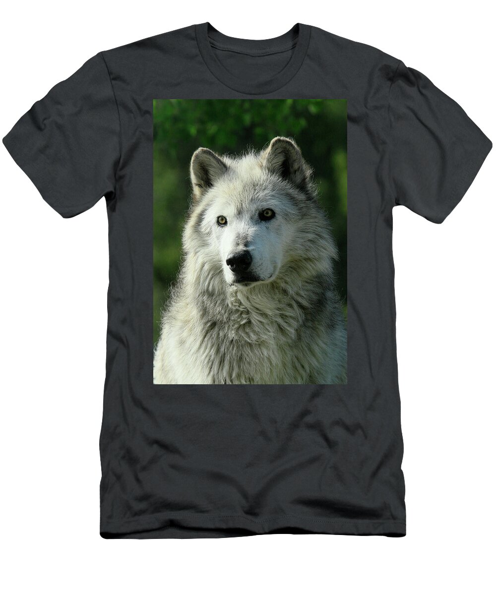 Grey Wolf T-Shirt featuring the photograph Watchful Eyes #1 by Steve McKinzie