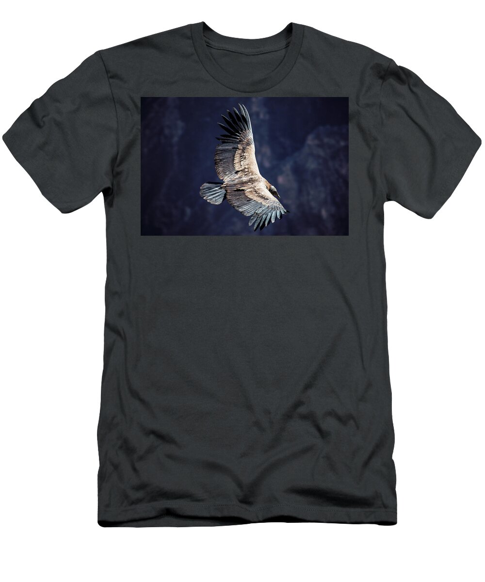 South America T-Shirt featuring the photograph Young Andean Condor #2 by Kent Nancollas