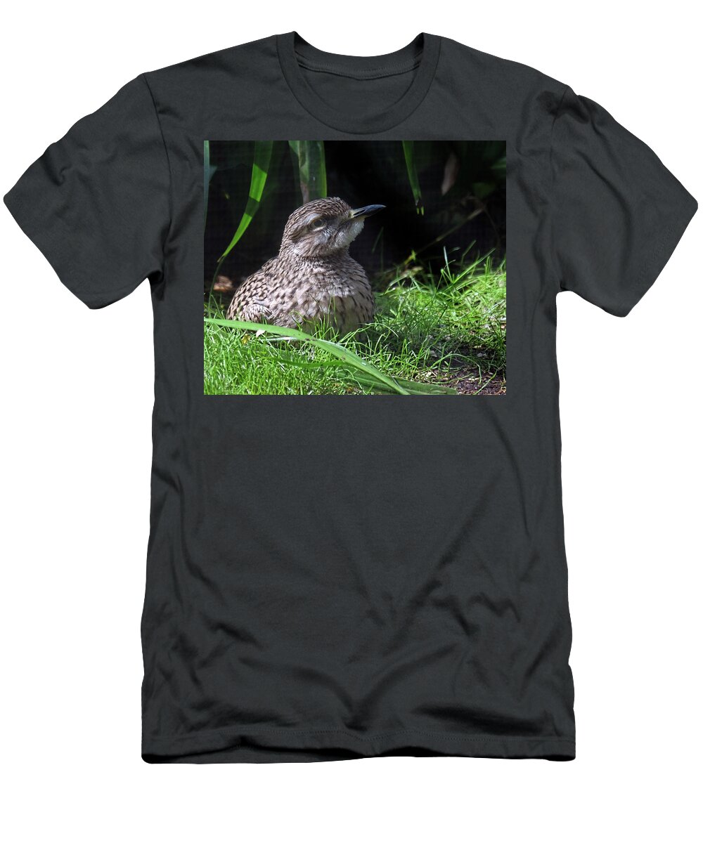 Bush Stone Curlew T-Shirt featuring the photograph Young Bush Stone Curlew #1 by Ronda Ryan