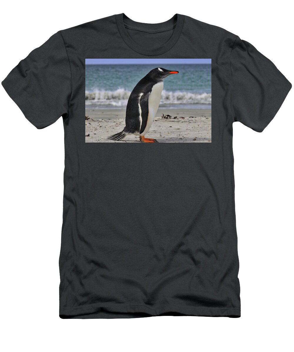 Gentoo Penguins Falkland Islands T-Shirt featuring the photograph Gentoo Penguins Falkland Islands #10 by Paul James Bannerman