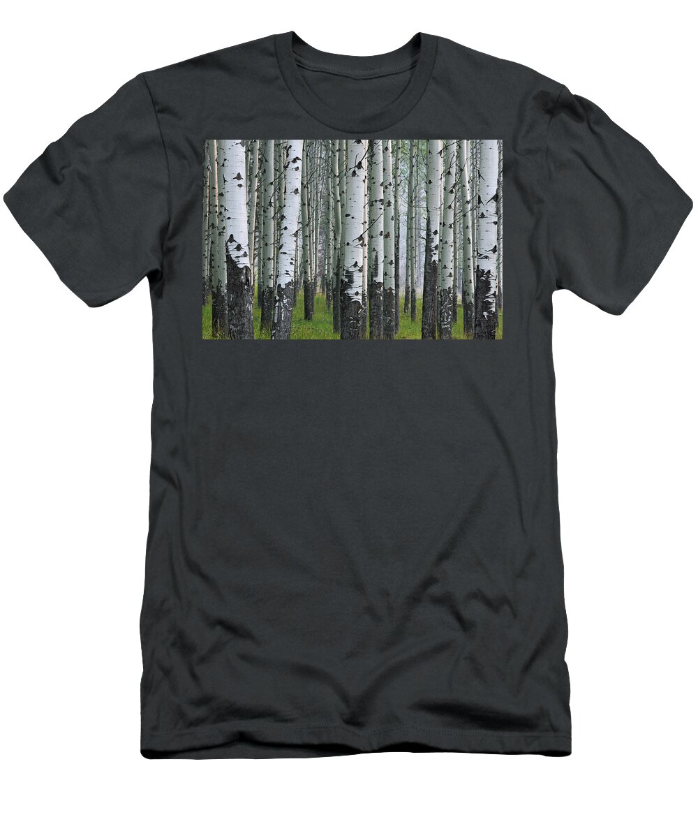 Quaking Aspen T-Shirt featuring the photograph 160115p111 by Arterra Picture Library