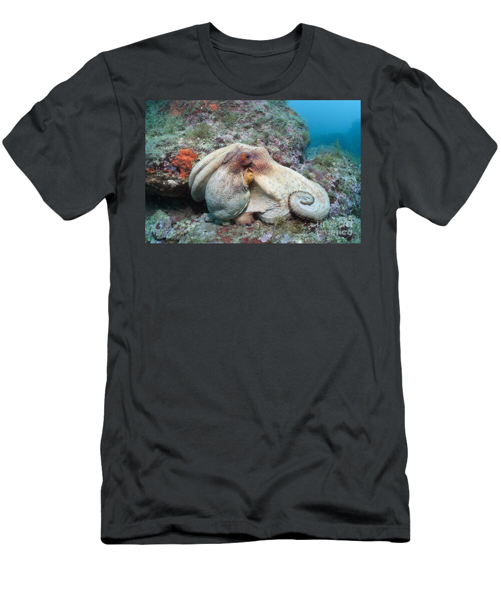 Common Octopus T-Shirt featuring the photograph Common Octopus #2 by Reinhard Dirscherl