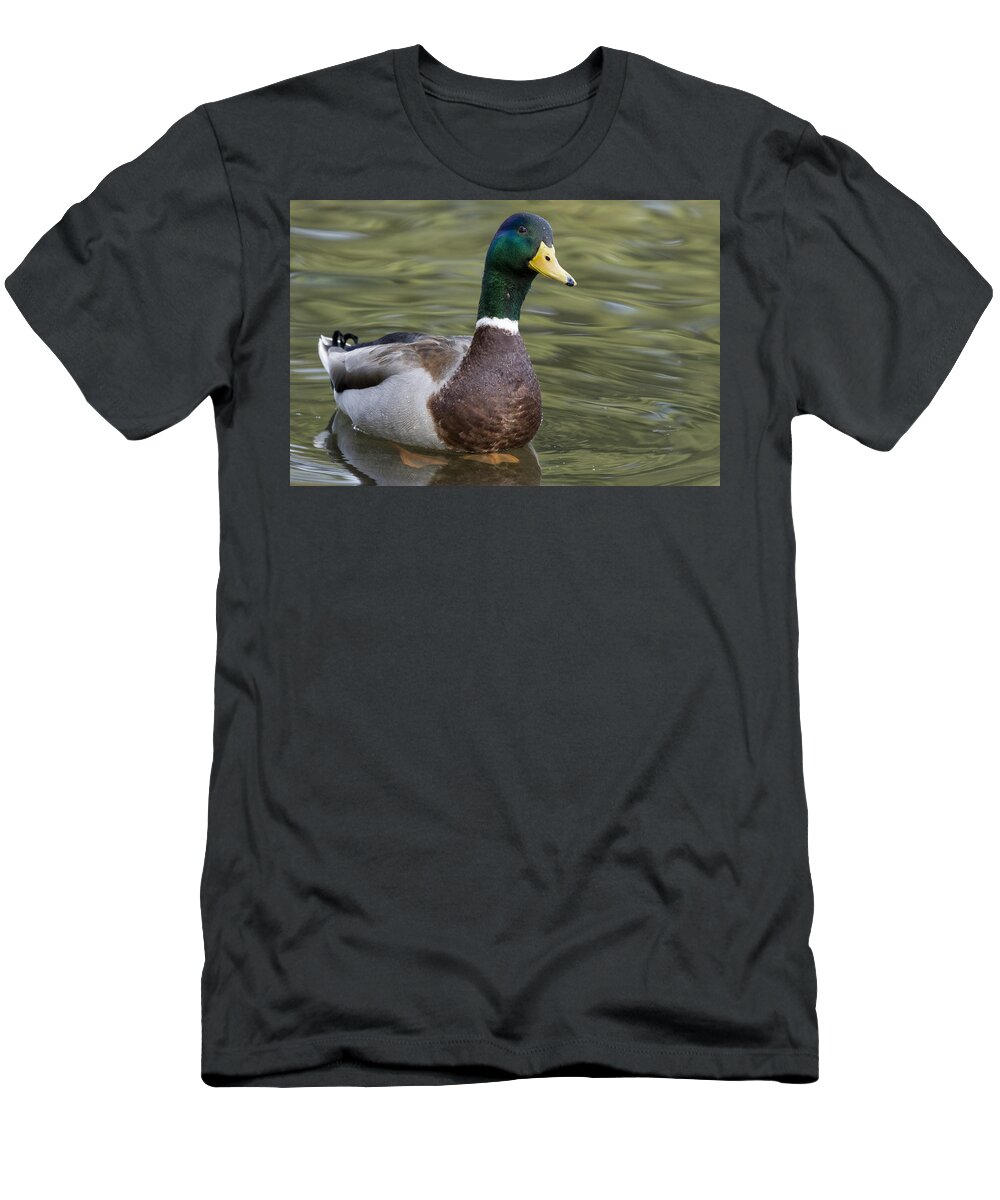00429857 T-Shirt featuring the photograph Mallard Drake Santa Cruz Monterey Bay by Sebastian Kennerknecht