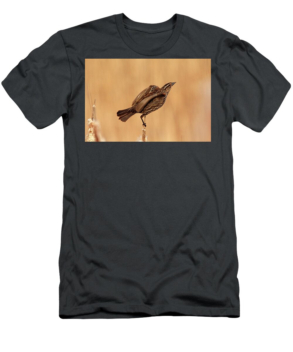 Red Winged Blackbird T-Shirt featuring the photograph She's A Lady #2 by Debbie Oppermann