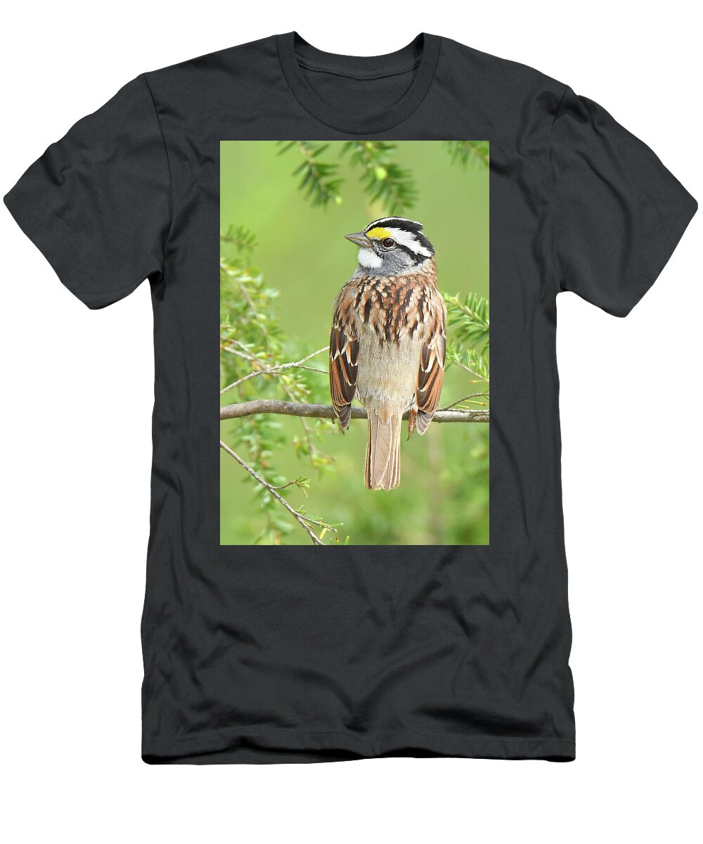 Bird T-Shirt featuring the photograph White-throated Sparrow #2 by Alan Lenk