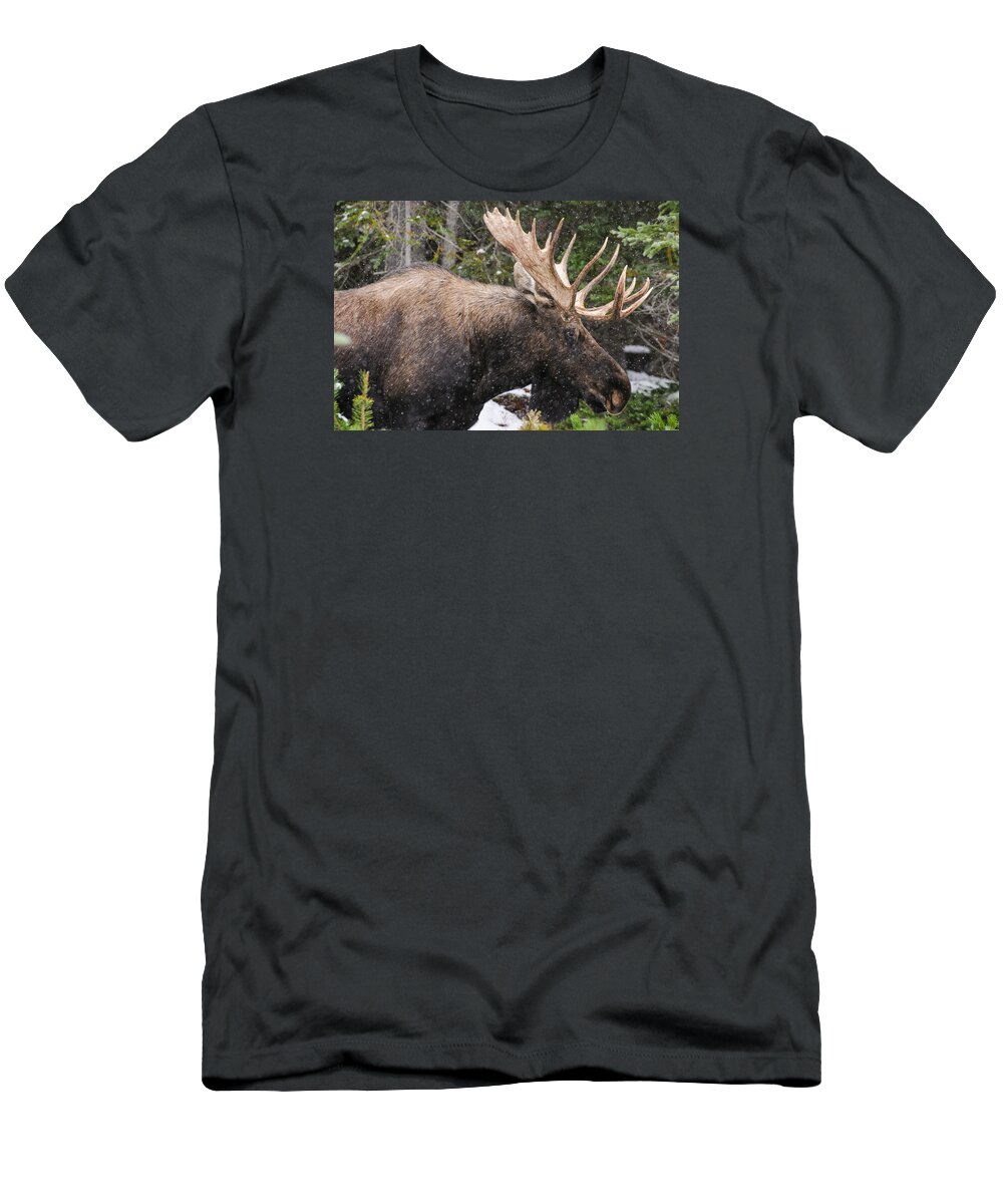 Alberta T-Shirt featuring the photograph Wild Canadian Moose #2 by Brandon Smith
