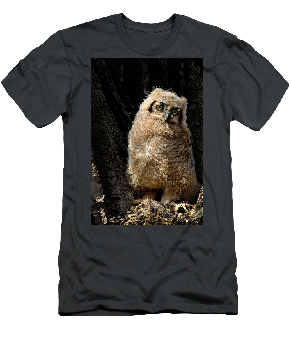 Great Horned Owl T-Shirt featuring the photograph Great Horned Owlet #3 by Dawn Key
