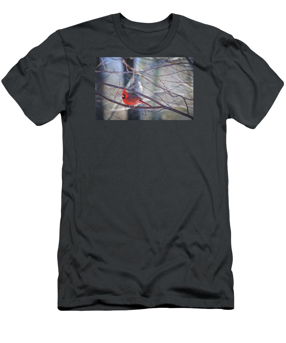 Northern Cardinal T-Shirt featuring the photograph Northern Cardinal #3 by David Kay