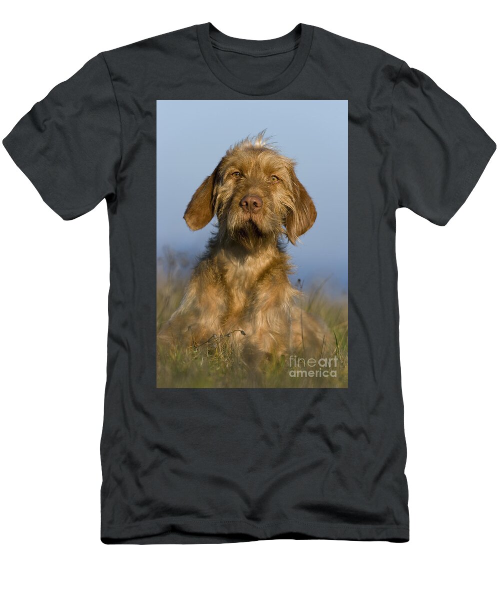 Hungarian Pointing Dog T-Shirt featuring the photograph Wirehaired Vizsla #3 by Jean-Louis Klein & Marie-Luce Hubert