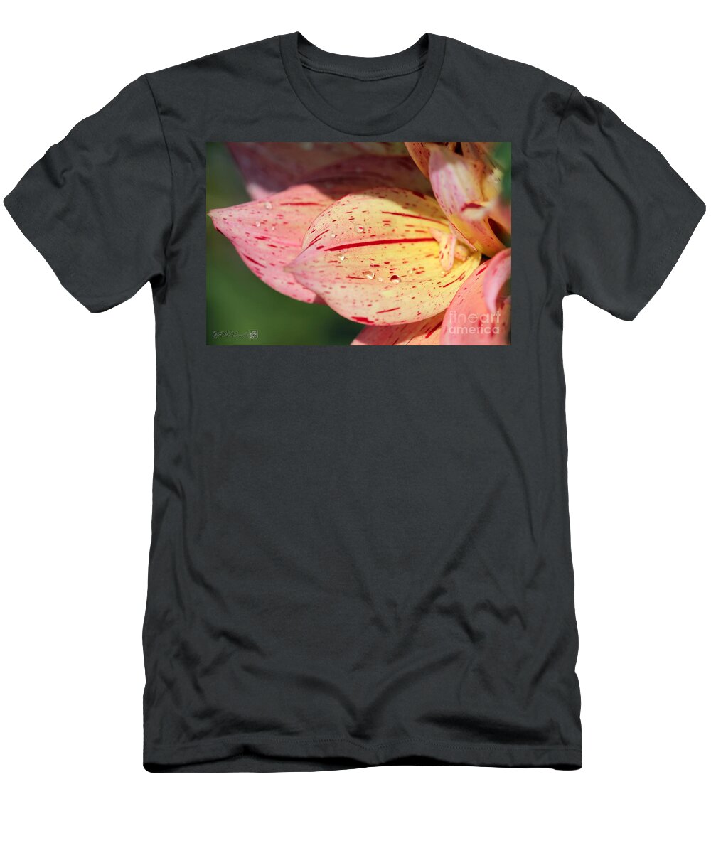 Mccombie T-Shirt featuring the photograph Dahlia named Nonette #5 by J McCombie