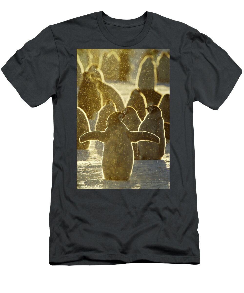Fn T-Shirt featuring the photograph Emperor Penguin Aptenodytes Forsteri #4 by Jan Vermeer