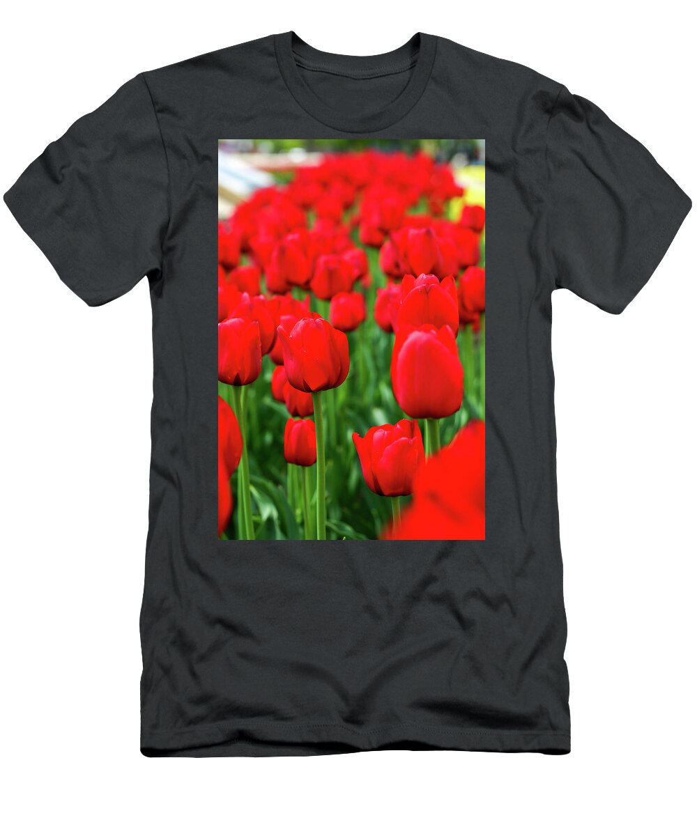 Framed Prints T-Shirt featuring the photograph Tulips by Jared Windmuller - Tulip - Red - #4 by Jared Windmuller