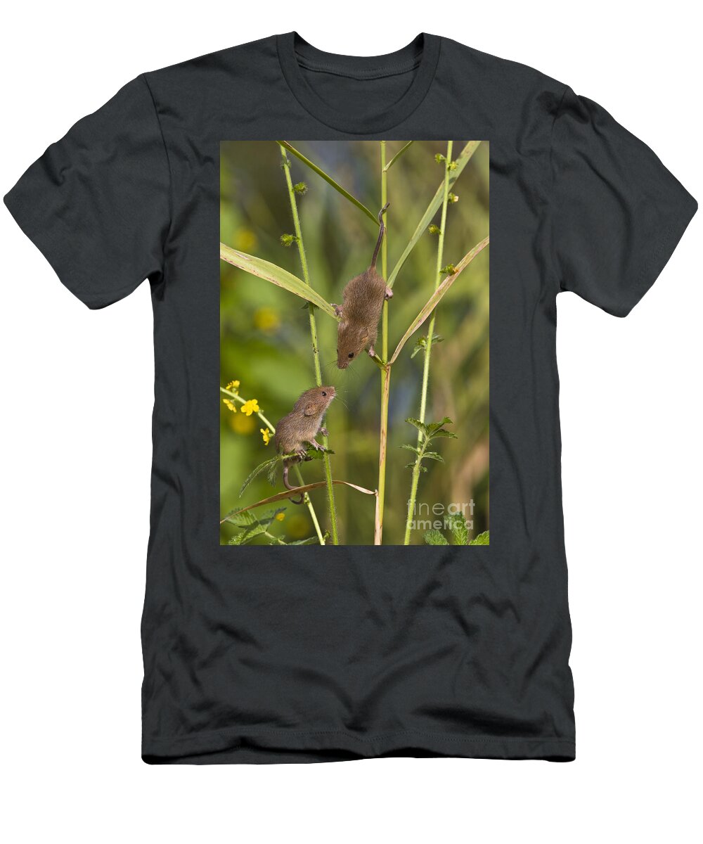 Eurasian Harvest Mouse T-Shirt featuring the photograph Young Eurasian Harvest Mice #4 by Jean-Louis Klein & Marie-Luce Hubert