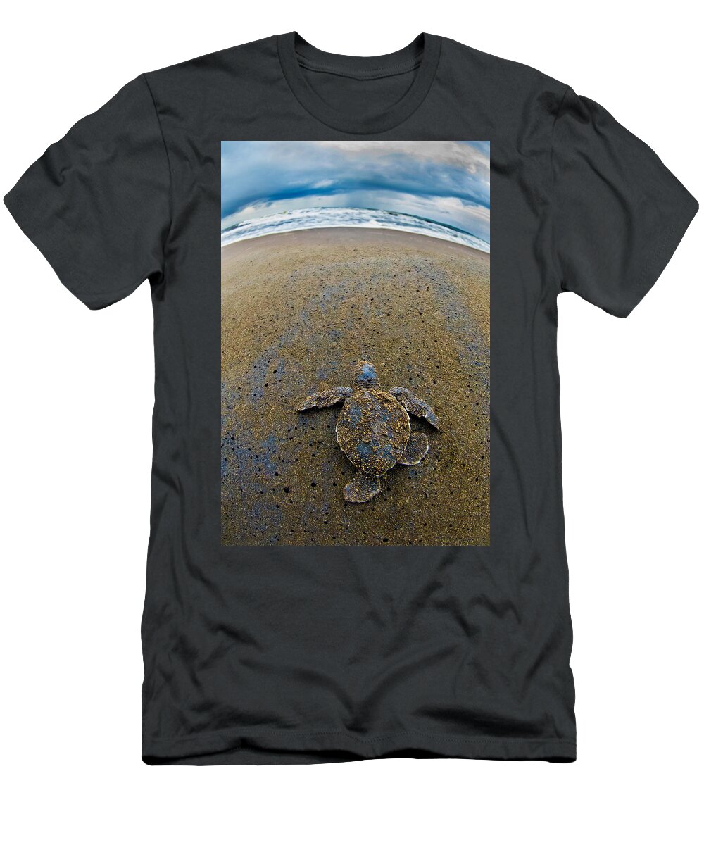 Photography T-Shirt featuring the photograph Green Sea Turtle Chelonia Mydas #5 by Panoramic Images
