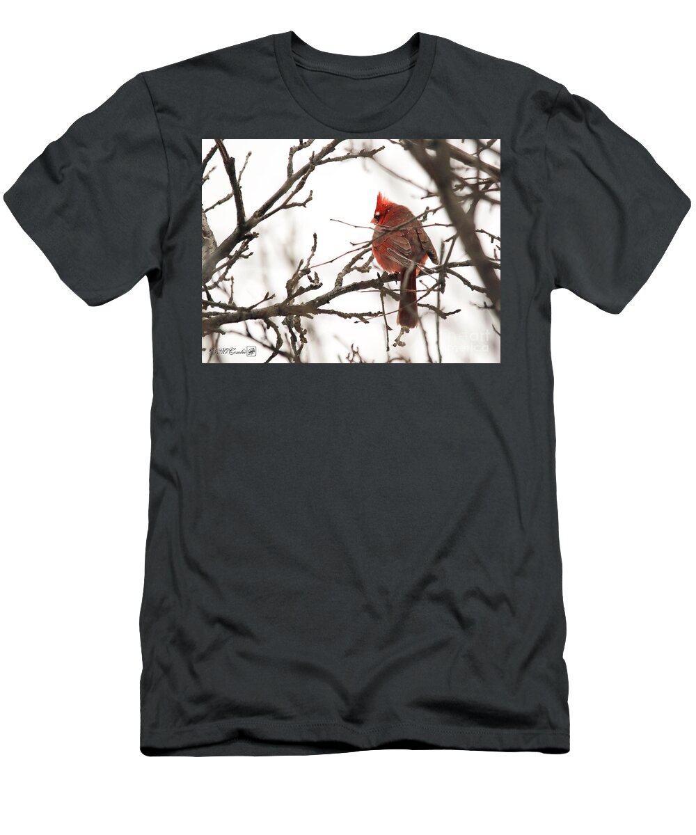 Mccombie T-Shirt featuring the photograph Male Northern Cardinal in Winter #5 by J McCombie