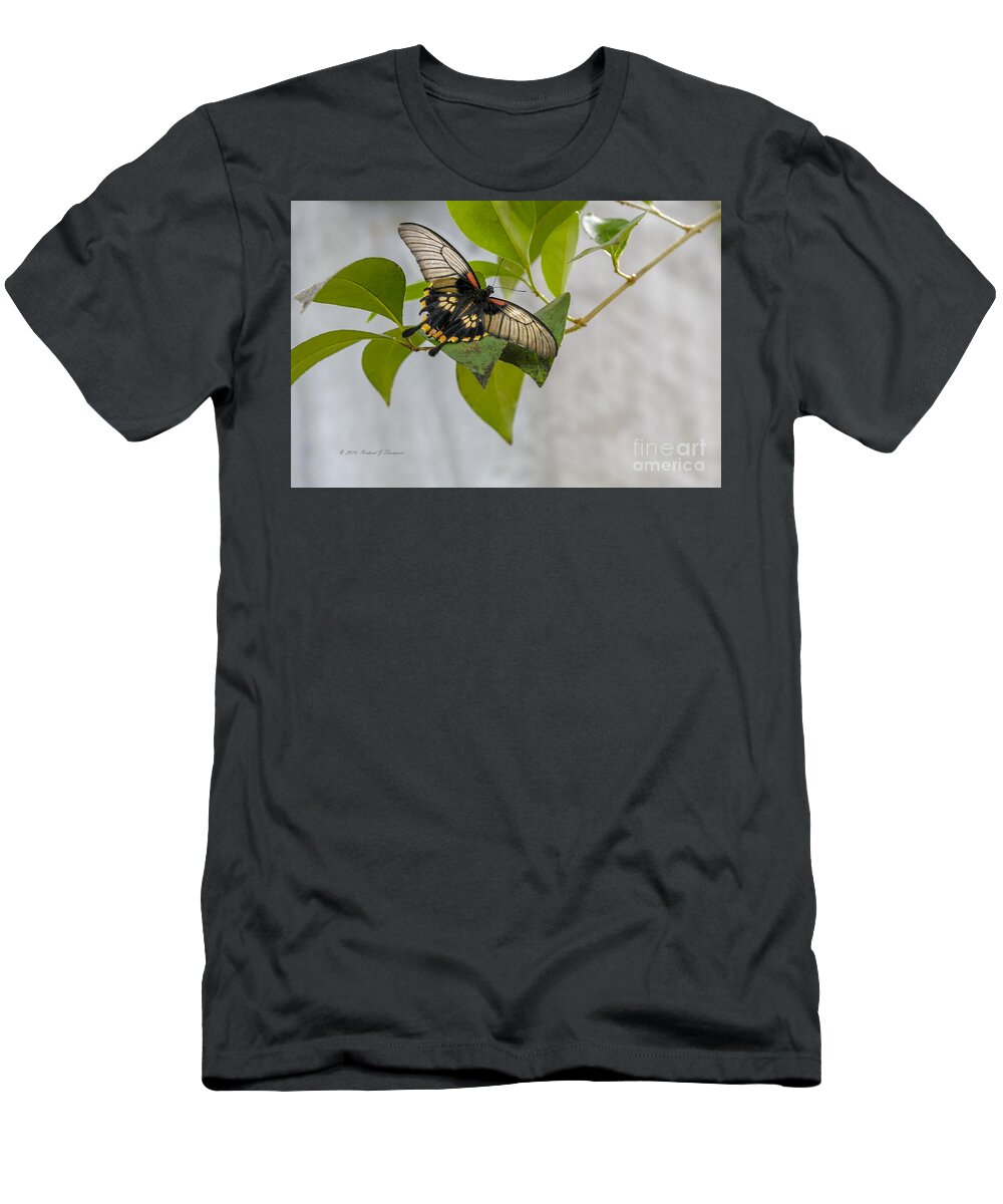 Butterfly Wonderland T-Shirt featuring the photograph Butterfly #1 by Richard J Thompson