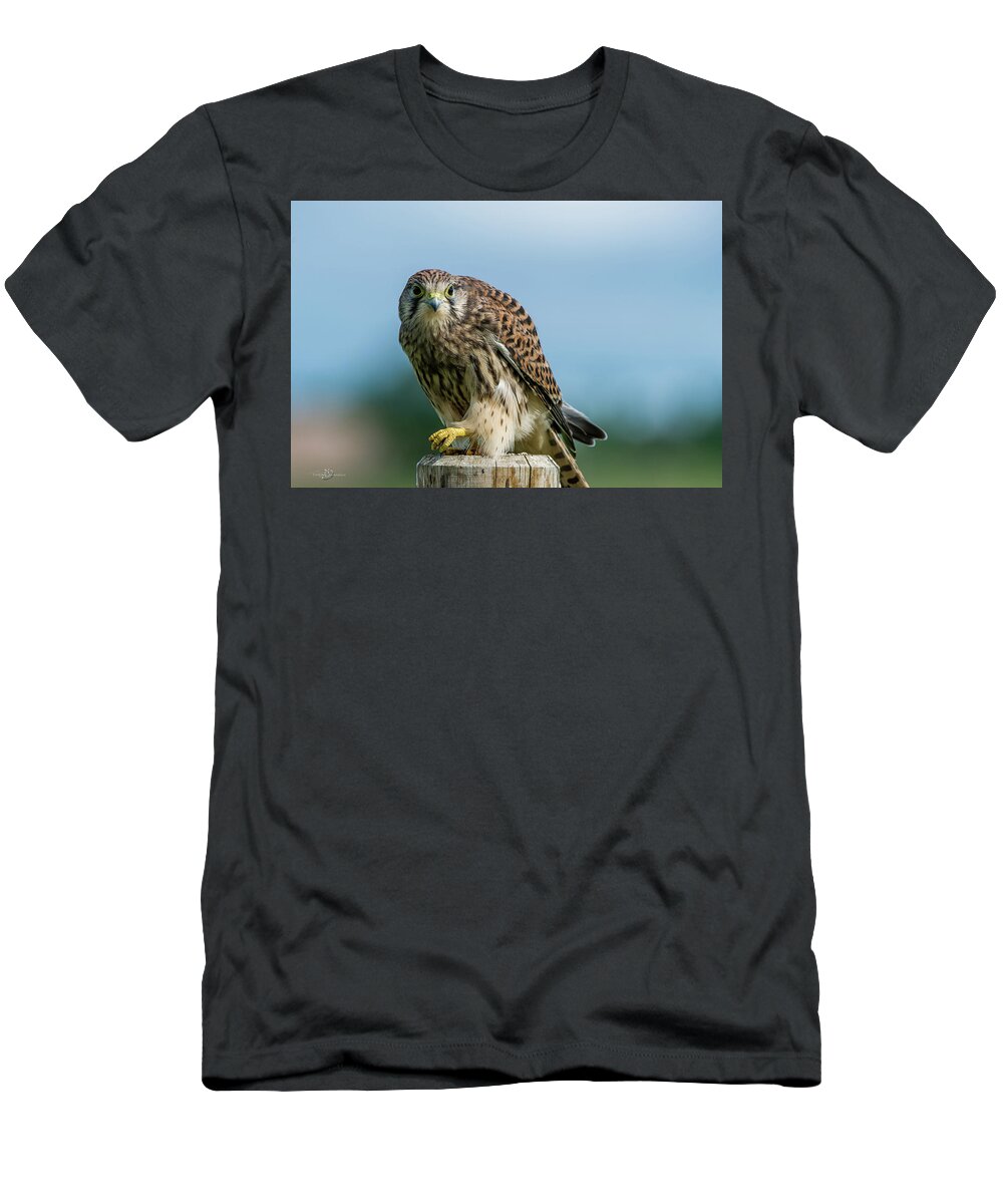 Kestrel T-Shirt featuring the photograph A beautiful young kestrel looking behind you by Torbjorn Swenelius