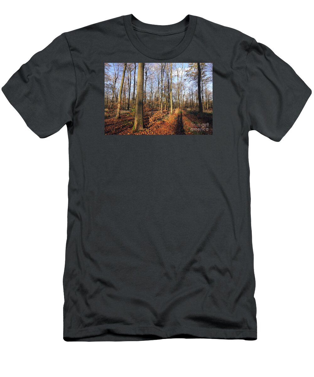 A Beech Woodland Autumn Uk Autumn Colours Uk Autumn Colours Glorious Sunshine In English British Britain England Tree Trees Leaf Blue Sky Countryside Landscape Tranquil Calm Golden Leaves Tall Beech Winter T-Shirt featuring the photograph A beech woodland autumn UK by Julia Gavin